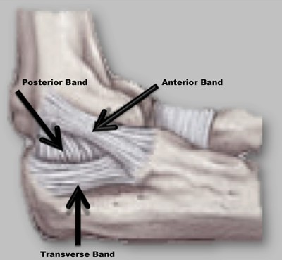 Diagram of Ulnar Collateral Ligament