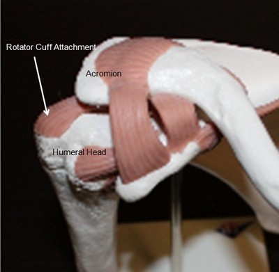 Rotator Cuff